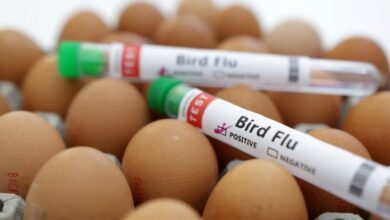 Bird flu united states severe case h5n1 explainer