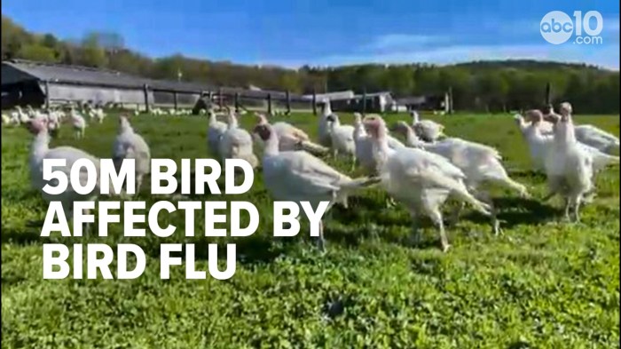 Trump bird flu pandemic office