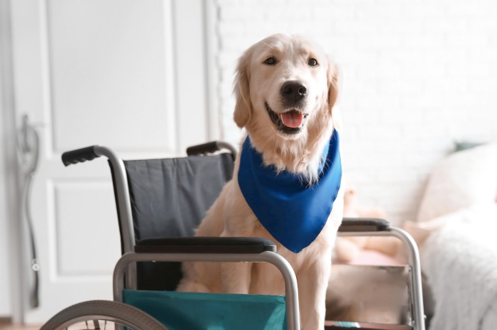 Case against dogs office