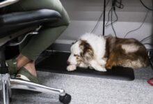 Case against dogs office