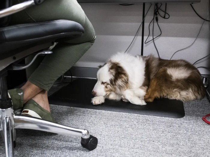 Case against dogs office