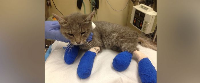 California wildfires displaced pets veterinarian