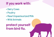 Bird flu outbreak denial essay