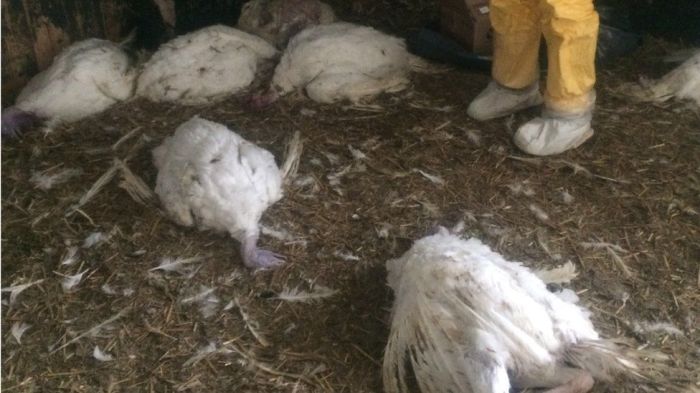 Bird flu virus mutating death