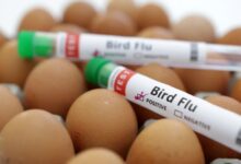 Bird flu united states severe case h5n1 explainer