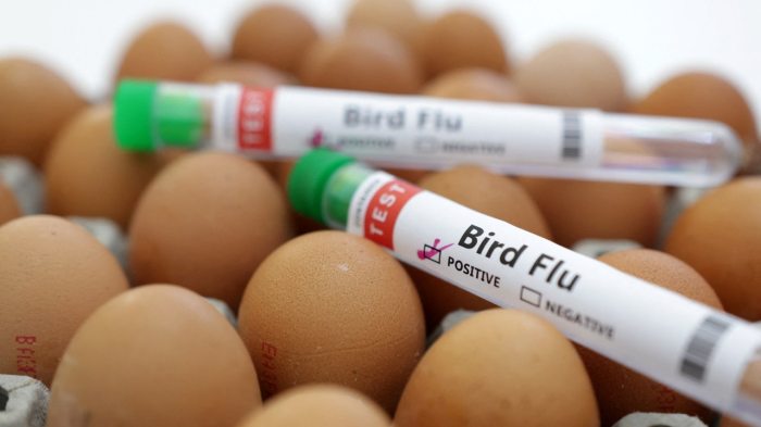 Bird flu united states severe case h5n1 explainer