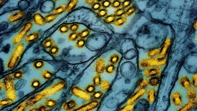 Bird flu virus mutating death