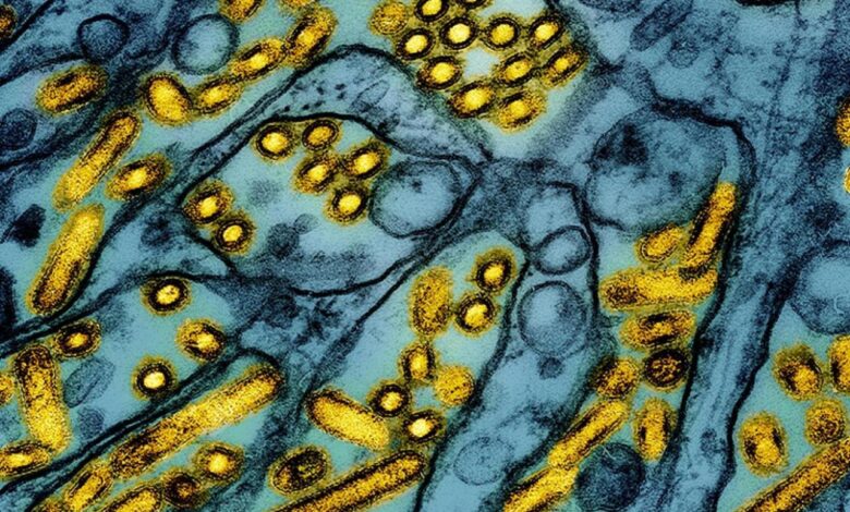Bird flu virus mutating death