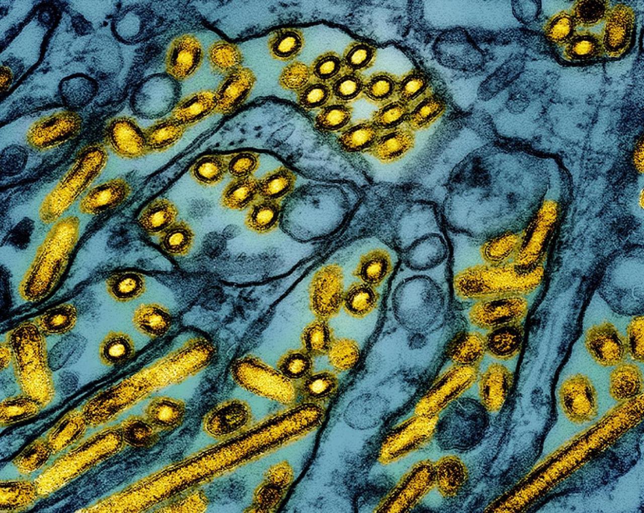 Bird flu virus mutating death