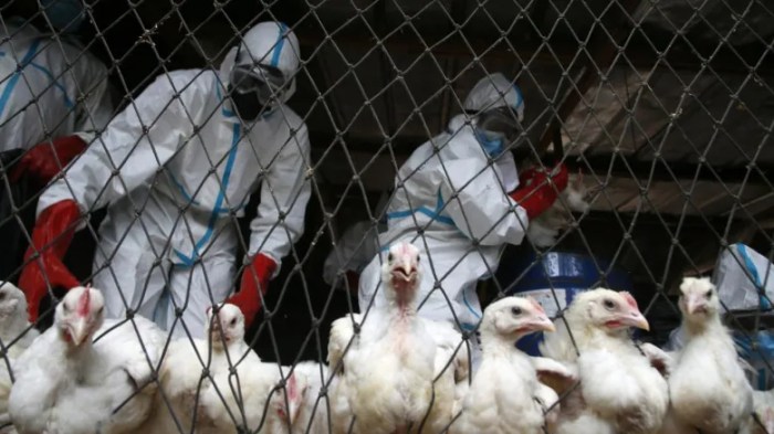 H5n1 new bird flu vaccine update