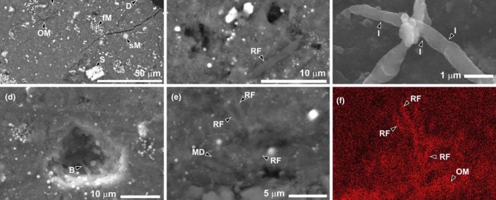 Asteroid samples contain building blocks of life