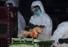 Trump bird flu pandemic office