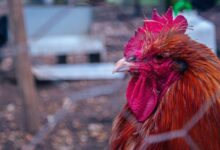 H5n1 new bird flu vaccine update