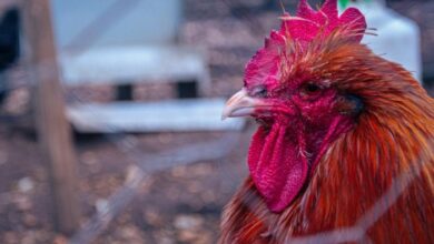 H5n1 new bird flu vaccine update