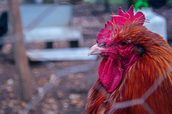 H5n1 new bird flu vaccine update