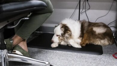 Case against dogs office