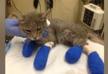 California wildfires displaced pets veterinarian