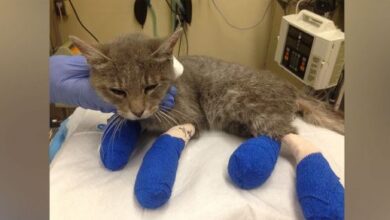 California wildfires displaced pets veterinarian