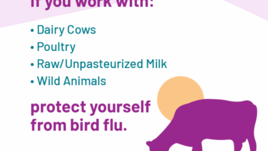 Bird flu outbreak denial essay