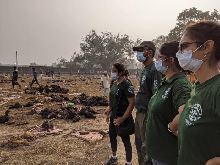 Nepal Temple Bans Animal Sacrifice at Gadhimai Festival - India Real ... Gadhimai festival hindu temple animal sacrifice nepal india courts activists