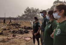 Gadhimai festival hindu temple animal sacrifice nepal india courts activists