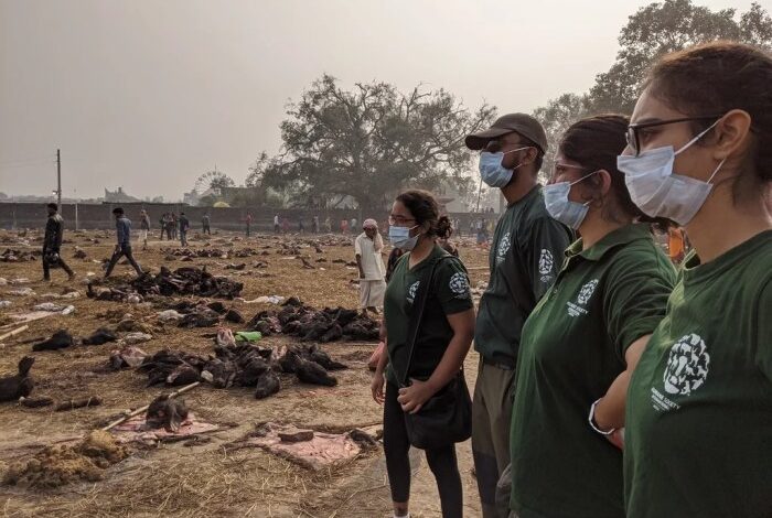 Gadhimai festival hindu temple animal sacrifice nepal india courts activists