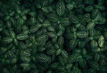 New era climate geopolitics cop29